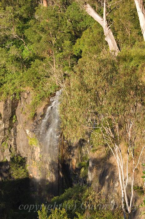 Cameron Falls, Mount Tamborine National Park IMGP0723.jpg